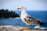 Graceful Seagull Walking in Front of the Sea