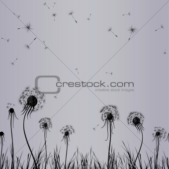 Dandelion wind in grass