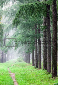 September mist in the fir forest early morning