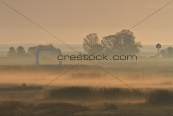 morning fog 