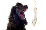 poodle and phone