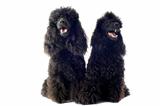 two toy poodles 
