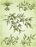 vintage olive branch 