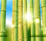 Bamboo nature background