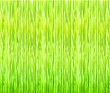Vector green summer grass background