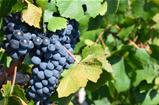 Grapes in vineyard in Balaclava