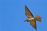 european bee-eater (Merops Apiaster) 