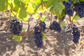 Red Wine Grapes Hanging on Grapevines