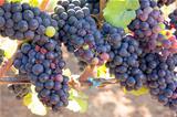 Bunches of Red Wine Grapes