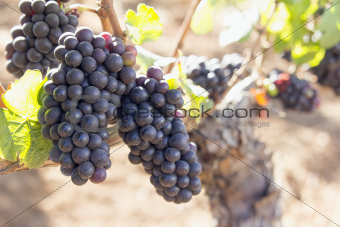 Red Wine Grapes Growing on Old Grapevine