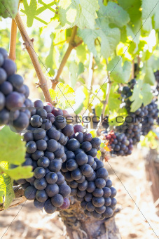 Red Wine Grapes Hanging on Grapevines Vertical