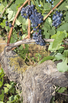 Bunches of Red Wine Grapes Growing on Vine