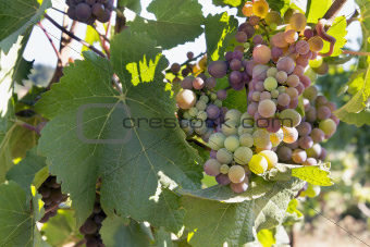 Colorful Grapes Growing on Grapevine