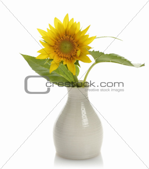 Sunflower In A Vase
