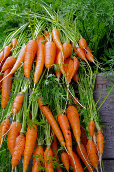 Fresh Carrots 