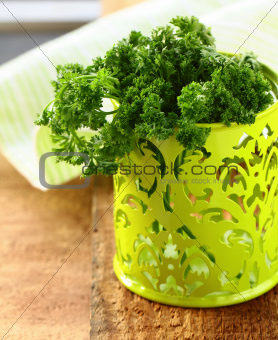 fresh bunch kitchen herb parsley in pot