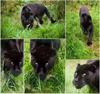 Compilation of five images of beautiful black jaguar Panthera Onca
