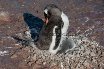 Gentoo penguin baby under his mother. Antarctica