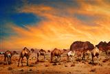 Camels in Wadi Rum