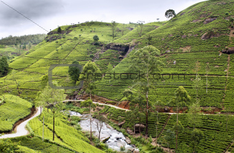 Tea trees on the plantations