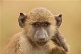 portrait of an olive baboon