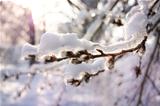 Encrusted willow branches covered with snow