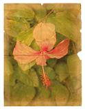 Pink hibiscus flower on a piece of old paper. 