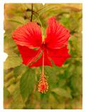 Red hibiscus flower on a piece of old paper