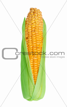 Corn in cob