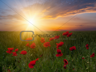 Poppy flowers on sunset