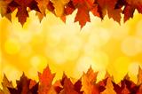 Fall Color Maple Leaves Sunlight Background Border