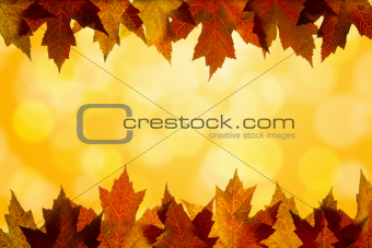 Fall Color Maple Leaves Sunlight Background Border