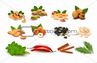 Big set of ripe nuts and seeds and spices  Vector
