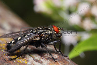 closeup of a fly