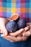 sweet fruit ripe group  figs in man's hands