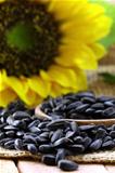 sunflower seeds with a flower on  background
