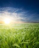green wheat in field under sunrays