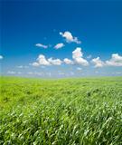 field of green grass and blue sky