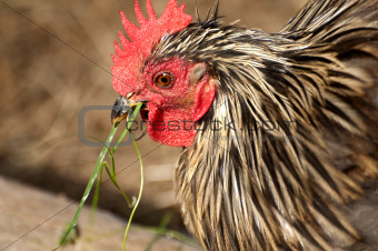 Rooster eating