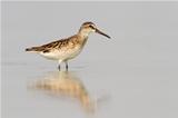 Broad-Billed Sandpiper In Shallow Water