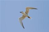 Gull-billed Tern Flying