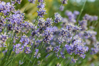 Lavender flowers in a field during summer 