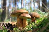 beautiful mushroom in the autumn forest