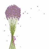 Purple Lavender Flower Background