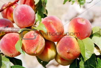 peach tree