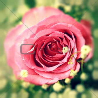 Pink rose in a bouquet
