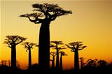 baobabs sunset silhouette