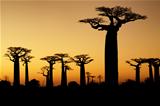 baobabs sunset silhouette