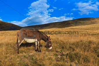 donkey grazing
