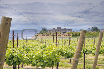 Vineyard in Maryhill Washington State